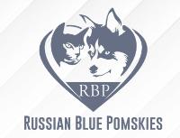 Russian Blue Pomskies image 1